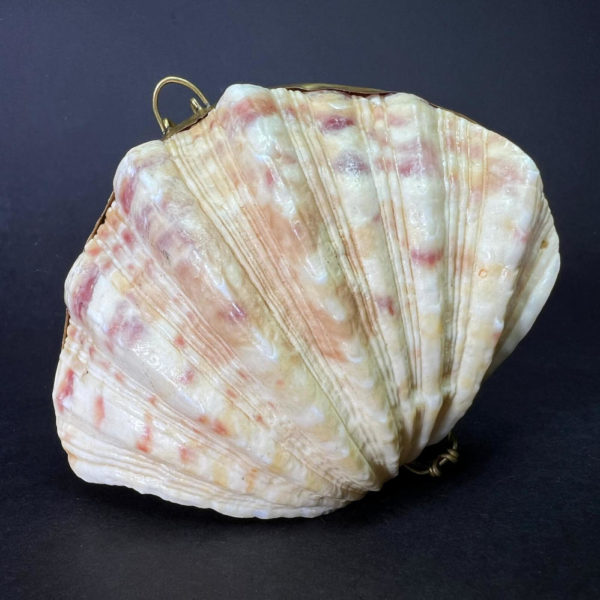 rare shell