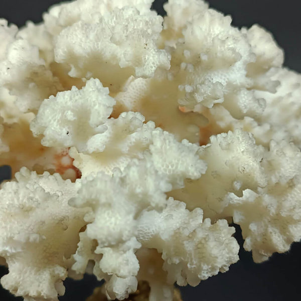 acropora coral