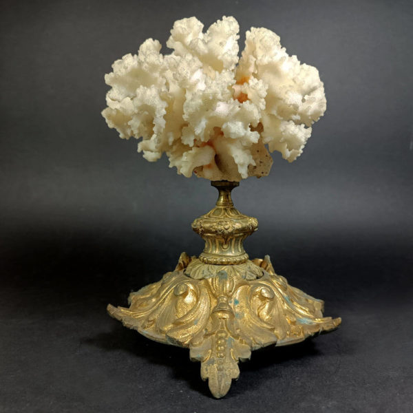 antique white coral